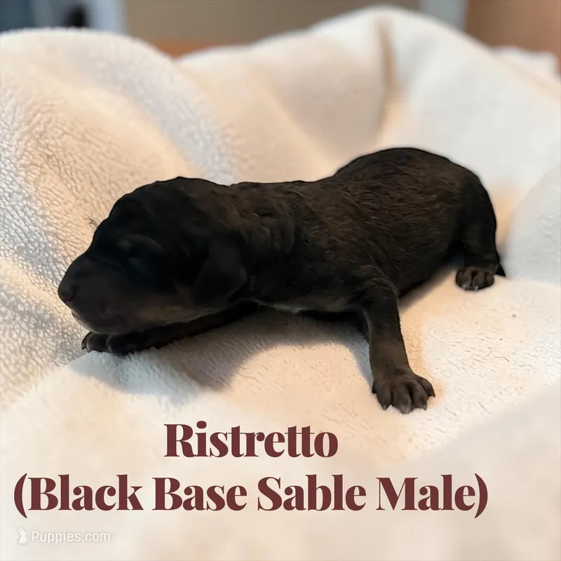 Ristretto, a male Poodle - Standard  for sale in Ellenburg Depot, NY – Photo 1 of 1