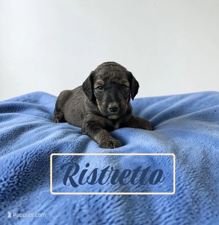 Ristretto – Poodle - Standard  puppy for sale in Ellenburg Depot, NY
