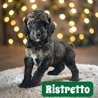 Ristretto, a male Poodle - Standard  for sale in Ellenburg Depot, NY – Photo 2 of 2
