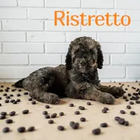 Ristretto, a male Poodle - Standard  for sale in Ellenburg Depot, NY – Photo 1 of 4