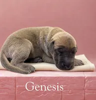 Genesis, a female Great Dane for sale in Ellenburg Depot, NY – 2 of 2