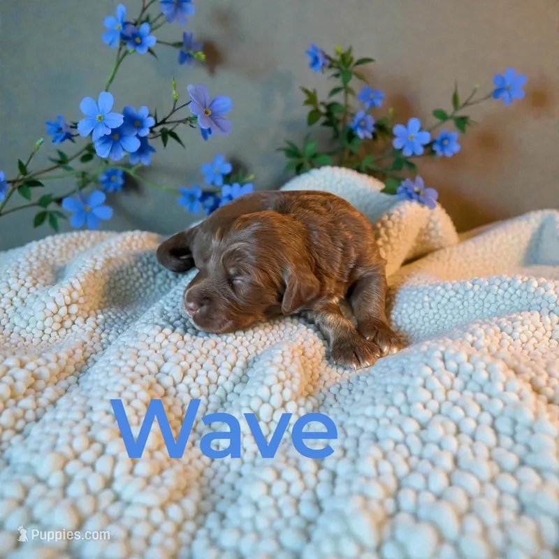 Wave – Miniature Aussiedoodle puppy on hold in Ellenburg Depot, NY