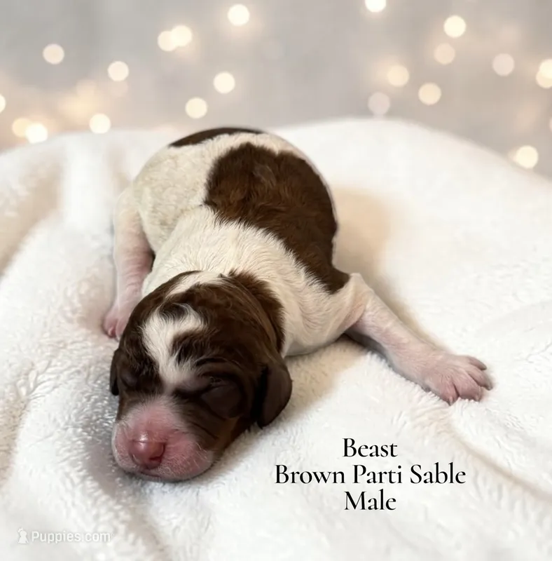 Beast – Poodle - Standard  puppy for sale in Ellenburg Depot, NY