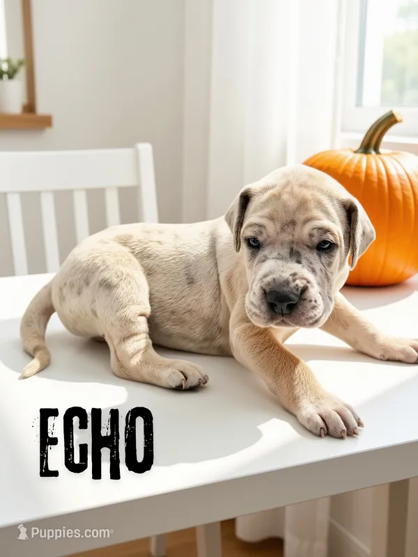 Echo – Great Dane puppy for sale in Ellenburg Depot, NY