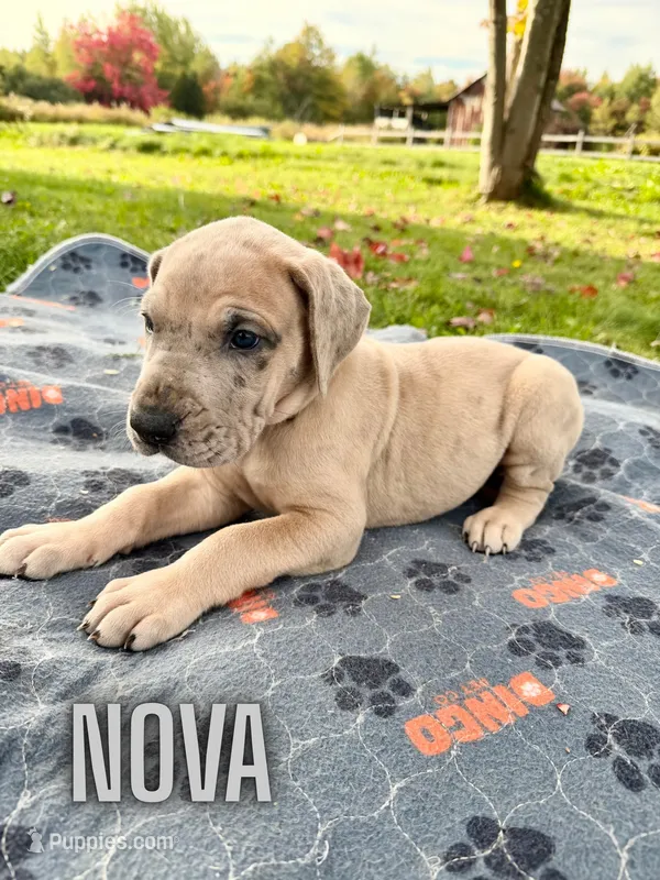 Nova – Great Dane puppy for sale in Ellenburg Depot, NY