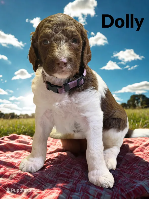Dolly – Goldendoodle puppy for sale in Ellenburg Depot, NY