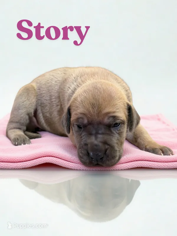 Story – Great Dane puppy for sale in Ellenburg Depot, NY
