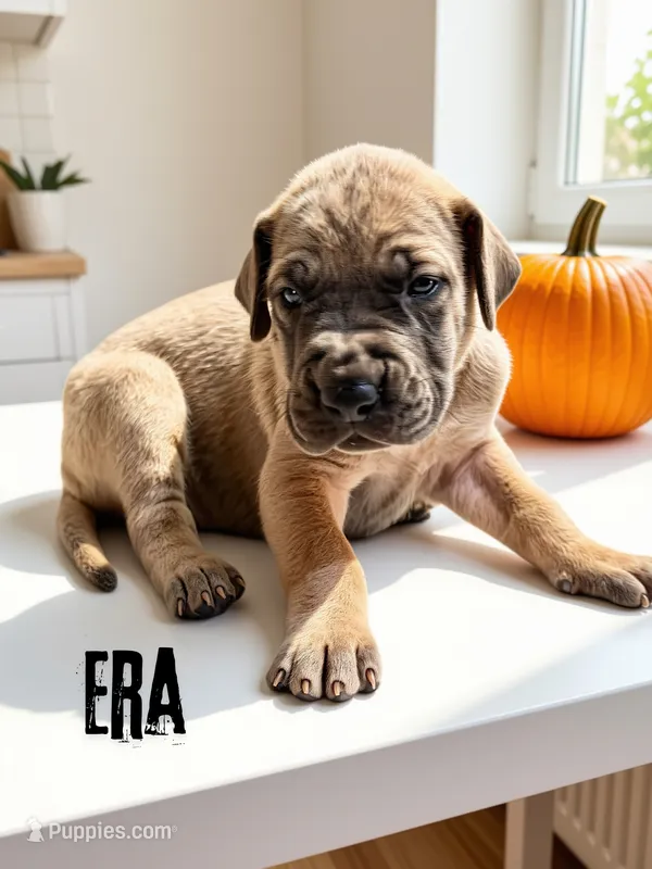 Era – Great Dane puppy for sale in Ellenburg Depot, NY