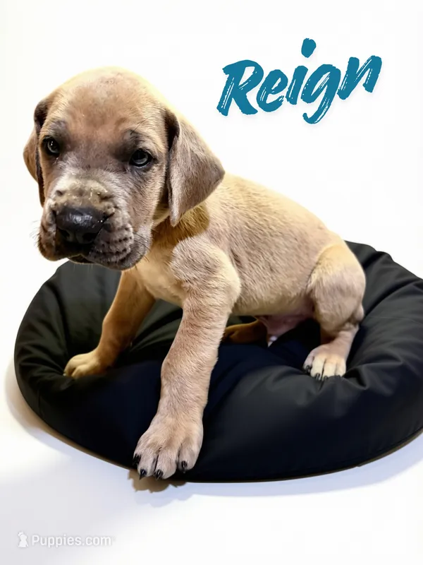 Reign – Great Dane puppy on hold in Ellenburg Depot, NY