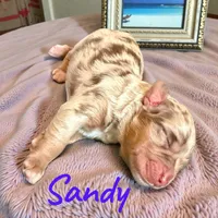 Sandy, a female Miniature Aussiedoodle for sale in Ellenburg Depot, NY – 1 of 1