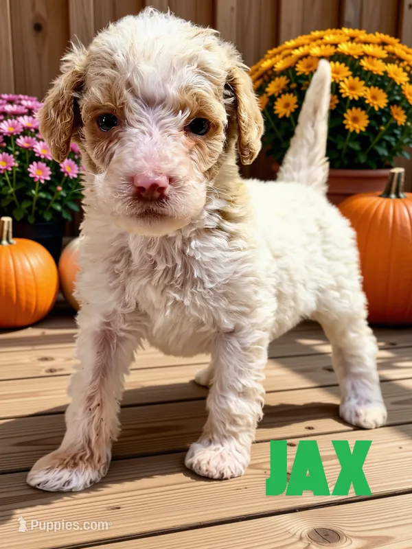 Jax – Goldendoodle puppy for sale in Ellenburg Depot, NY