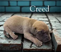 Creed, a male Great Dane for sale in Ellenburg Depot, NY – 2 of 2