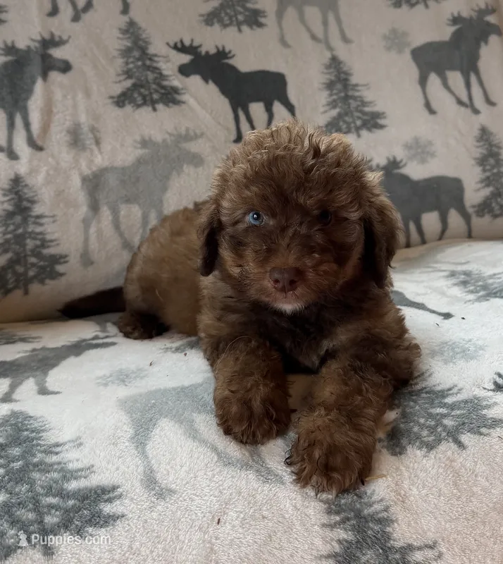 Cocoa – Aussiedoodle puppy for sale in Ellenburg Depot, NY