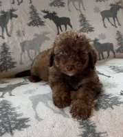 Cocoa, a female Aussiedoodle for sale in Ellenburg Depot, NY – 1 of 5