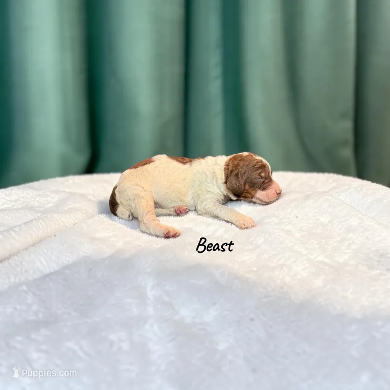 Beast – Poodle - Standard  puppy for sale in Ellenburg Depot, NY