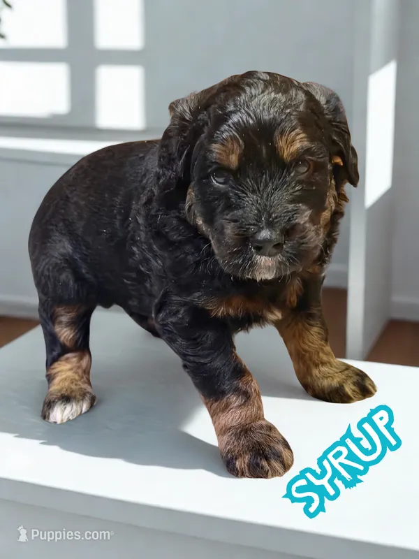 Syrup – Aussiedoodle, Miniature Aussiedoodle puppy for sale in Ellenburg Depot, NY