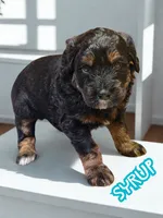 Syrup, a male Aussiedoodle and Miniature Aussiedoodle for sale in Ellenburg Depot, NY – 5 of 9
