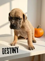 Destiny, a female Great Dane for sale in Ellenburg Depot, NY – 7 of 8
