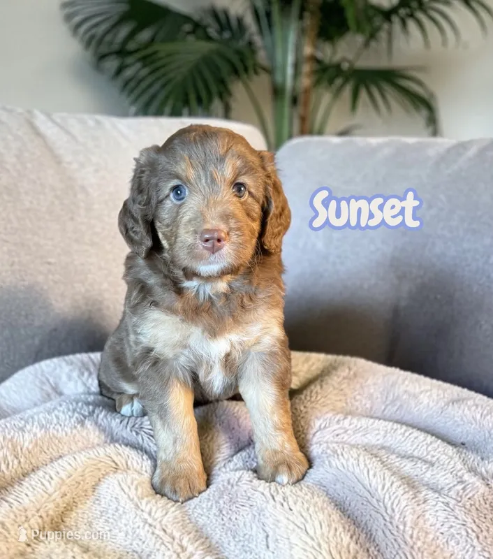Sunset – Miniature Aussiedoodle puppy on hold in Ellenburg Depot, NY