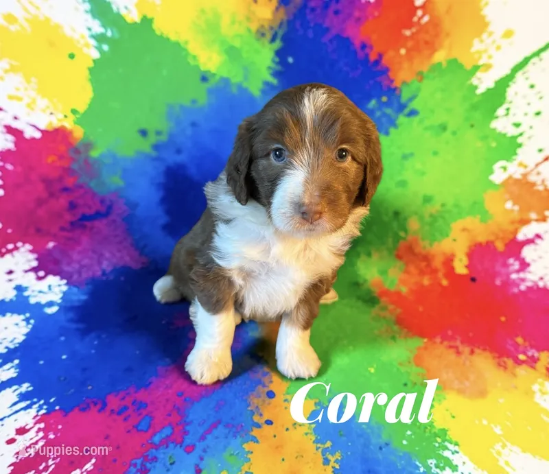 Coral – Miniature Aussiedoodle puppy for sale in Ellenburg Depot, NY