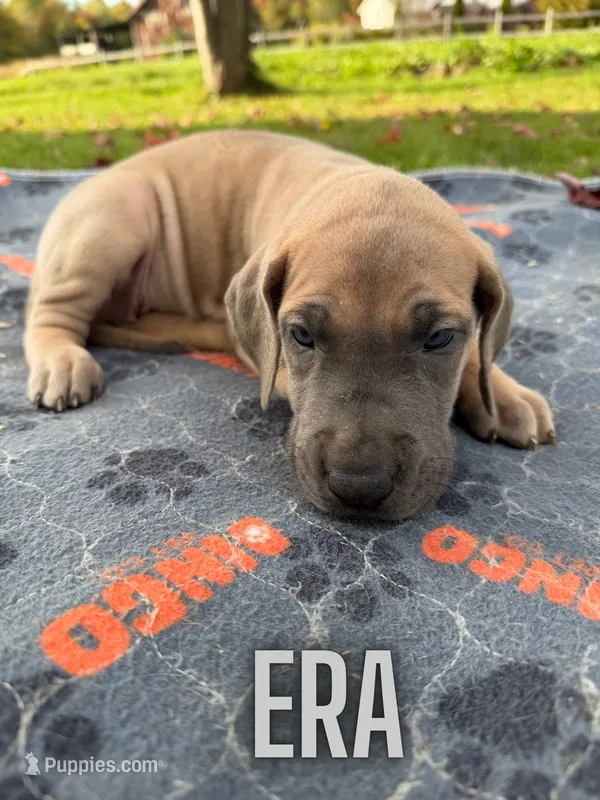 Era – Great Dane puppy for sale in Ellenburg Depot, NY