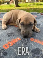 Era, a female Great Dane for sale in Ellenburg Depot, NY – 3 of 8