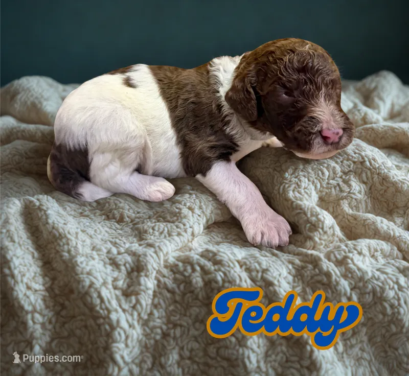 Teddy – Goldendoodle puppy for sale in Ellenburg Depot, NY