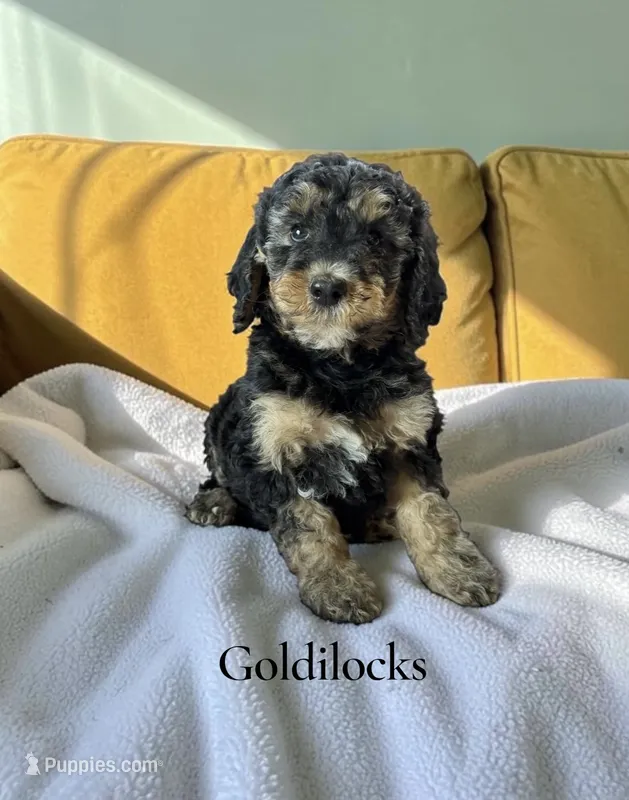Goldilocks – Poodle - Standard  puppy for sale in Ellenburg Depot, NY
