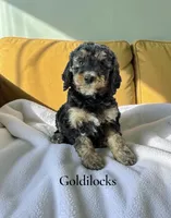 Goldilocks, a female Poodle - Standard  for sale in Ellenburg Depot, NY – 1 of 8