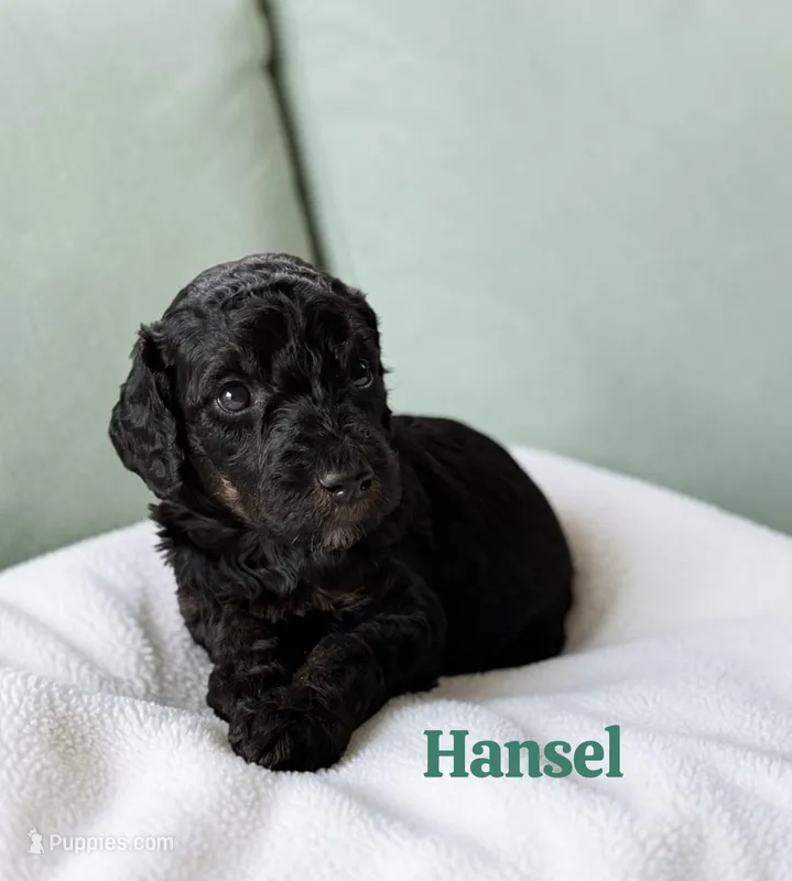 Hansel – Poodle - Standard  puppy for sale in Ellenburg Depot, NY