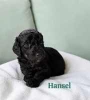 Hansel, a male Poodle - Standard  for sale in Ellenburg Depot, NY – 4 of 8