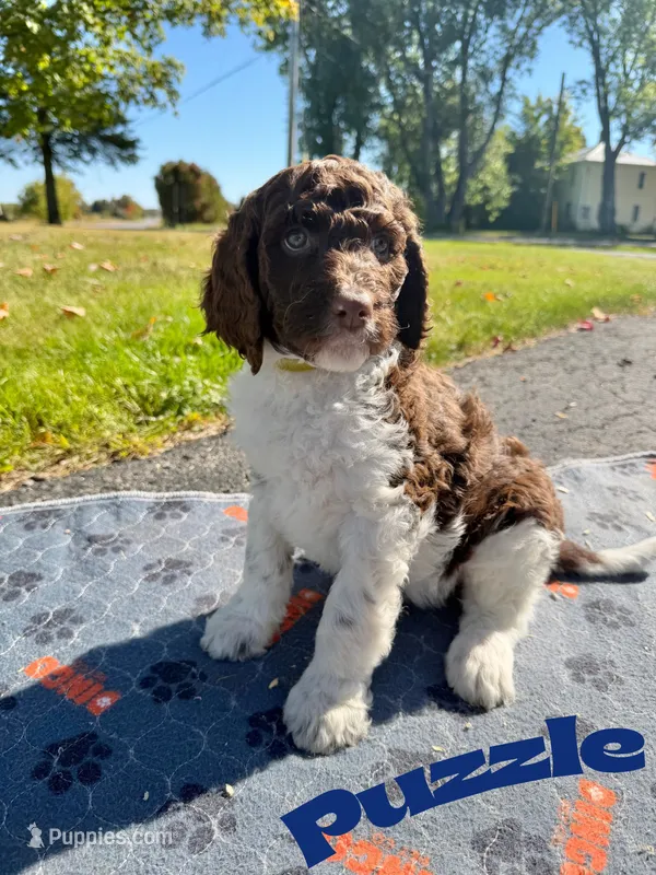 Puzzle – Goldendoodle puppy for sale in Ellenburg Depot, NY