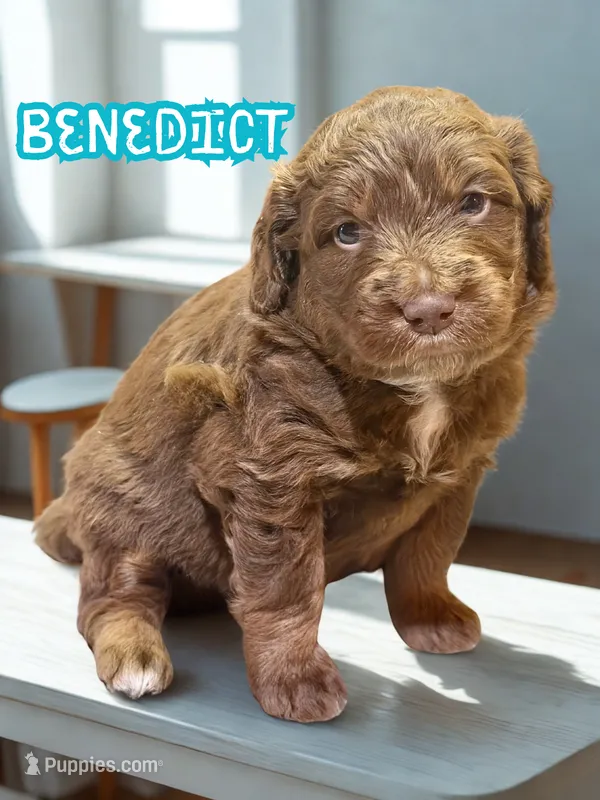 Benedict – Aussiedoodle, Miniature Aussiedoodle puppy for sale in Ellenburg Depot, NY