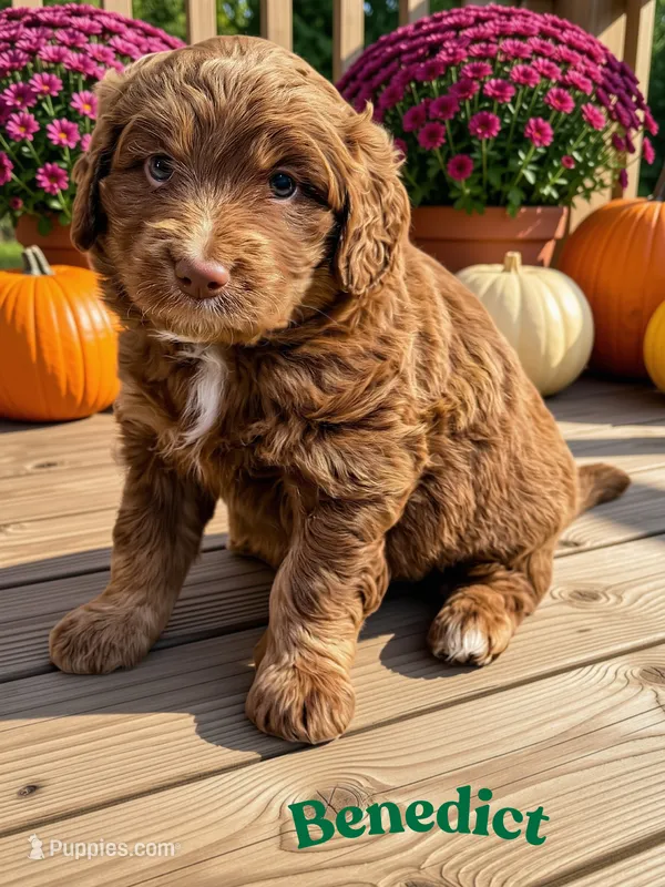 Benedict – Aussiedoodle, Miniature Aussiedoodle puppy for sale in Ellenburg Depot, NY