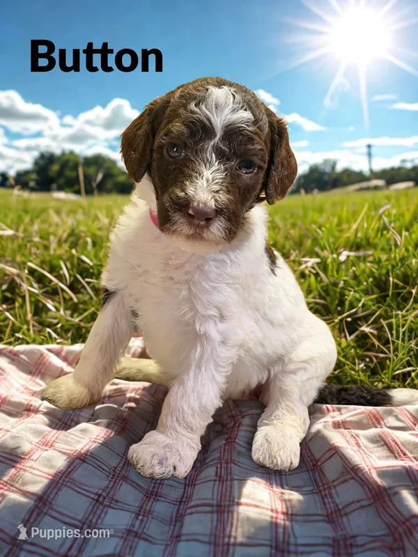 Button – Goldendoodle puppy for sale in Ellenburg Depot, NY