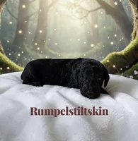 Rumpelstiltskin, a male Poodle - Standard  for sale in Ellenburg Depot, NY – 2 of 5