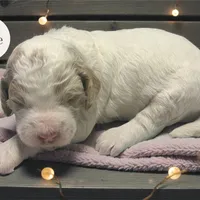 Icicle, a female Goldendoodle for sale in Ellenburg Depot, NY – Photo 3 of 3