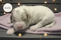 Icicle, a female Goldendoodle for sale in Ellenburg Depot, NY – Photo 3 of 3