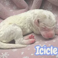 Icicle, a female Goldendoodle for sale in Ellenburg Depot, NY – Photo 2 of 3