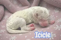 Icicle, a female Goldendoodle for sale in Ellenburg Depot, NY – Photo 2 of 3