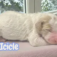 Icicle, a female Goldendoodle for sale in Ellenburg Depot, NY – Photo 1 of 3