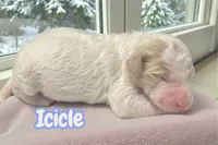 Icicle, a female Goldendoodle for sale in Ellenburg Depot, NY – Photo 1 of 3