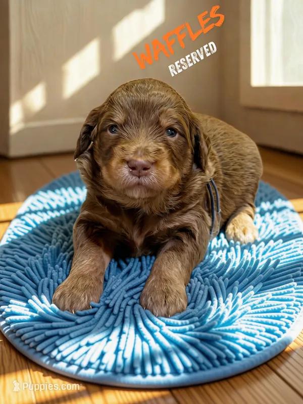 Waffles – Aussiedoodle, Miniature Aussiedoodle puppy for sale in Ellenburg Depot, NY