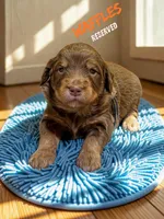 Waffles, a male Aussiedoodle and Miniature Aussiedoodle for sale in Ellenburg Depot, NY – 1 of 2