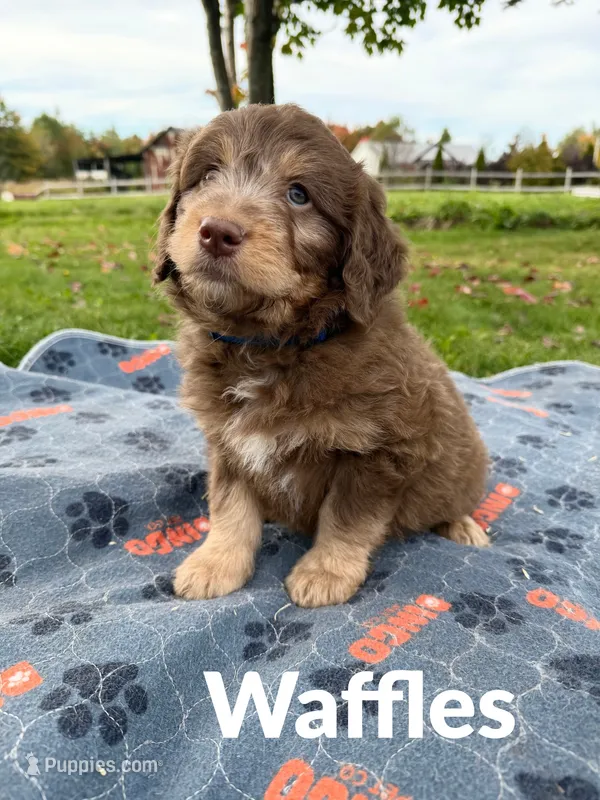 Waffles – Aussiedoodle, Miniature Aussiedoodle puppy for sale in Ellenburg Depot, NY