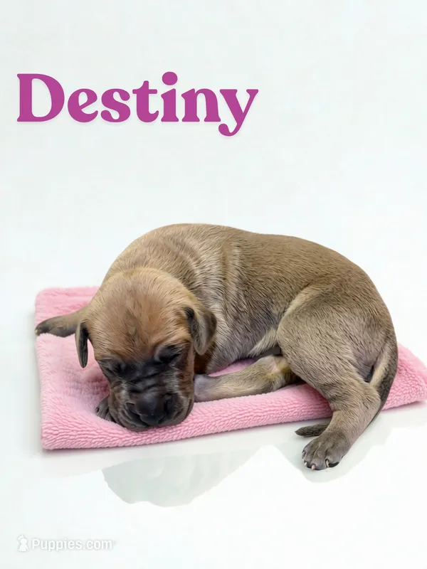 Destiny – Great Dane puppy for sale in Ellenburg Depot, NY