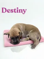 Destiny, a female Great Dane for sale in Ellenburg Depot, NY – 1 of 2