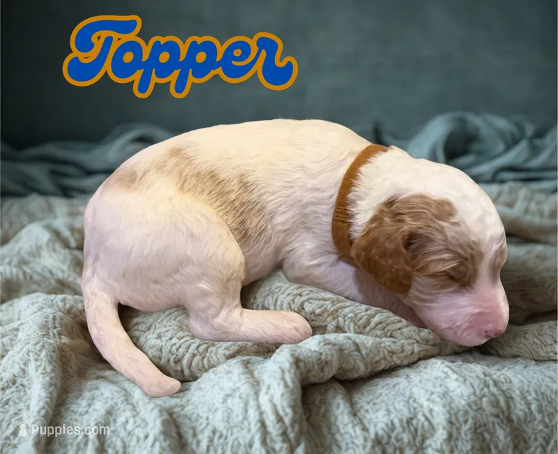 Topper – Goldendoodle puppy for sale in Ellenburg Depot, NY