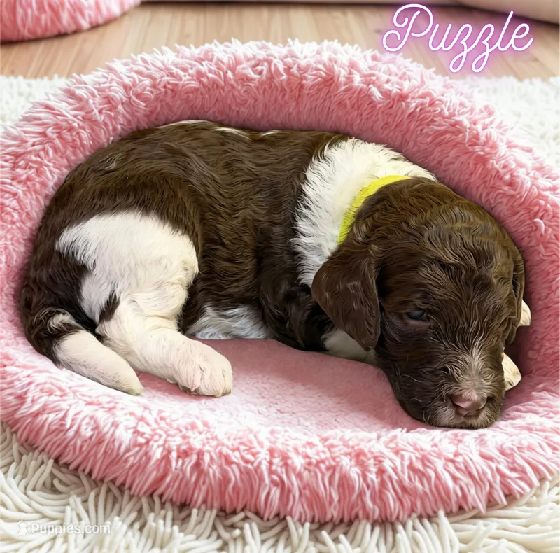 Puzzle – Goldendoodle puppy for sale in Ellenburg Depot, NY