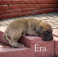 Era, a female Great Dane for sale in Ellenburg Depot, NY – 2 of 2